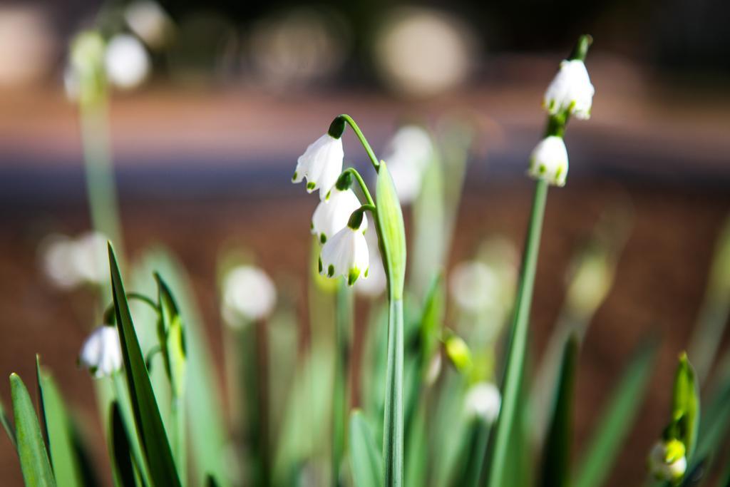 Winelands Villa Guesthouse And Cottages Somerset West Eksteriør bilde